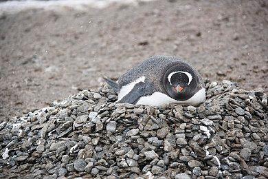 肉鸽世界开枪店 《霓虹枯萎病》上市日期预告片公布